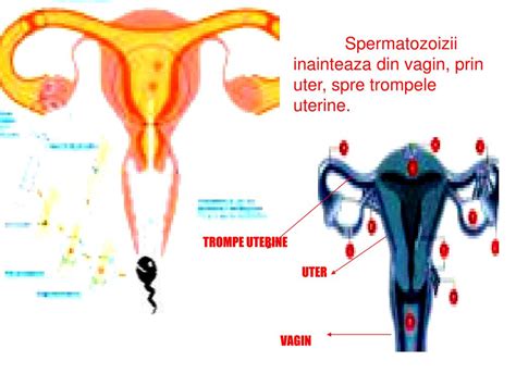 cum arata o pizda|O fete virgine goale nenorocită de fată în fund .